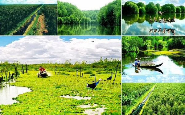 Cảnh sắc thiên nhiên ở rừng U Minh Hạ rất thu hút các phượt thủ